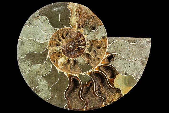 Bargain, Agatized Ammonite Fossil (Half) - Crystal Chambers #111550